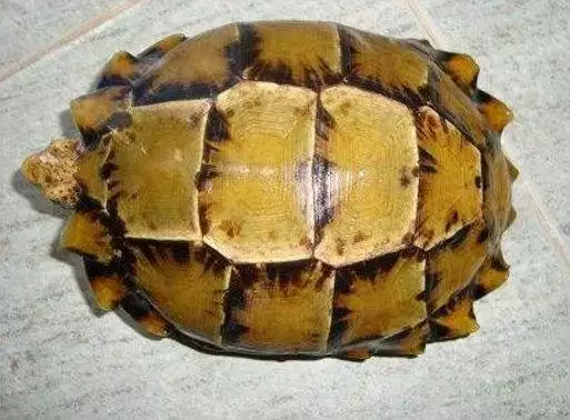 8、十大养的陆龟:什么品种的陆龟，养！皮实