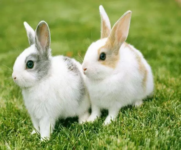 8、兔子属相几几年:属兔了几几年出生？