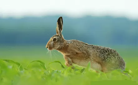 3、属兔人的一生运势:请问属兔的一生命运如何，请指教