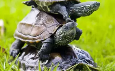 中华草龟是深水龟还是浅水龟，草龟和花龟属于半水龟还是水龟