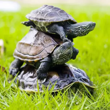 中华草龟是深水龟还是浅水龟：草龟是属于水龟还是半水栖龟