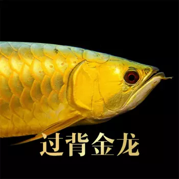 1、金龙5种配鱼:金龙鱼跟什么鱼混养