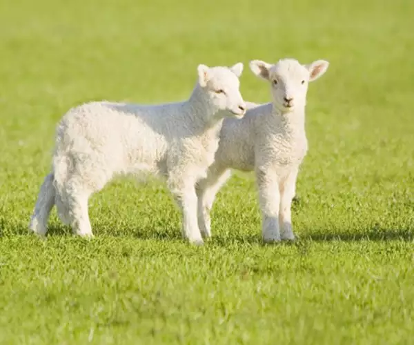 1、属羊运势为什么这么差:为什么说属羊的多数命运不好？