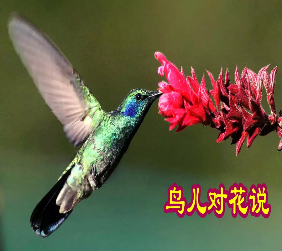 4、鸟儿对花儿说原唱:鸟儿对花儿说为什么声线有的快？