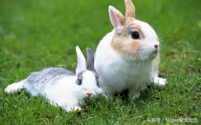 养兔子的十大禁忌，养兔基本知识