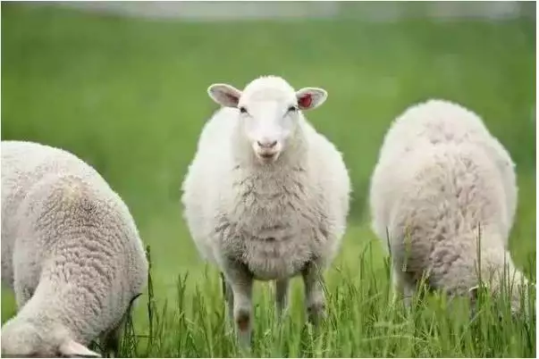 1、兔和羊为何是上等婚配:属羊和属兔相配吗