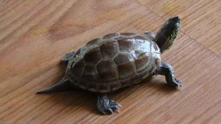 4、家养中华草龟怎么繁殖:乌龟如何繁殖