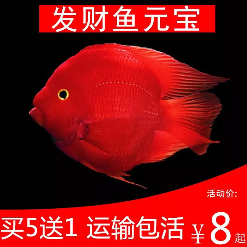 1、红色鱼变白怎么回事:红色的鱼为什么会变成白色