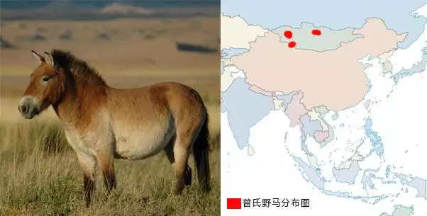 驴与骡怎样分别，女性人类动物马和人