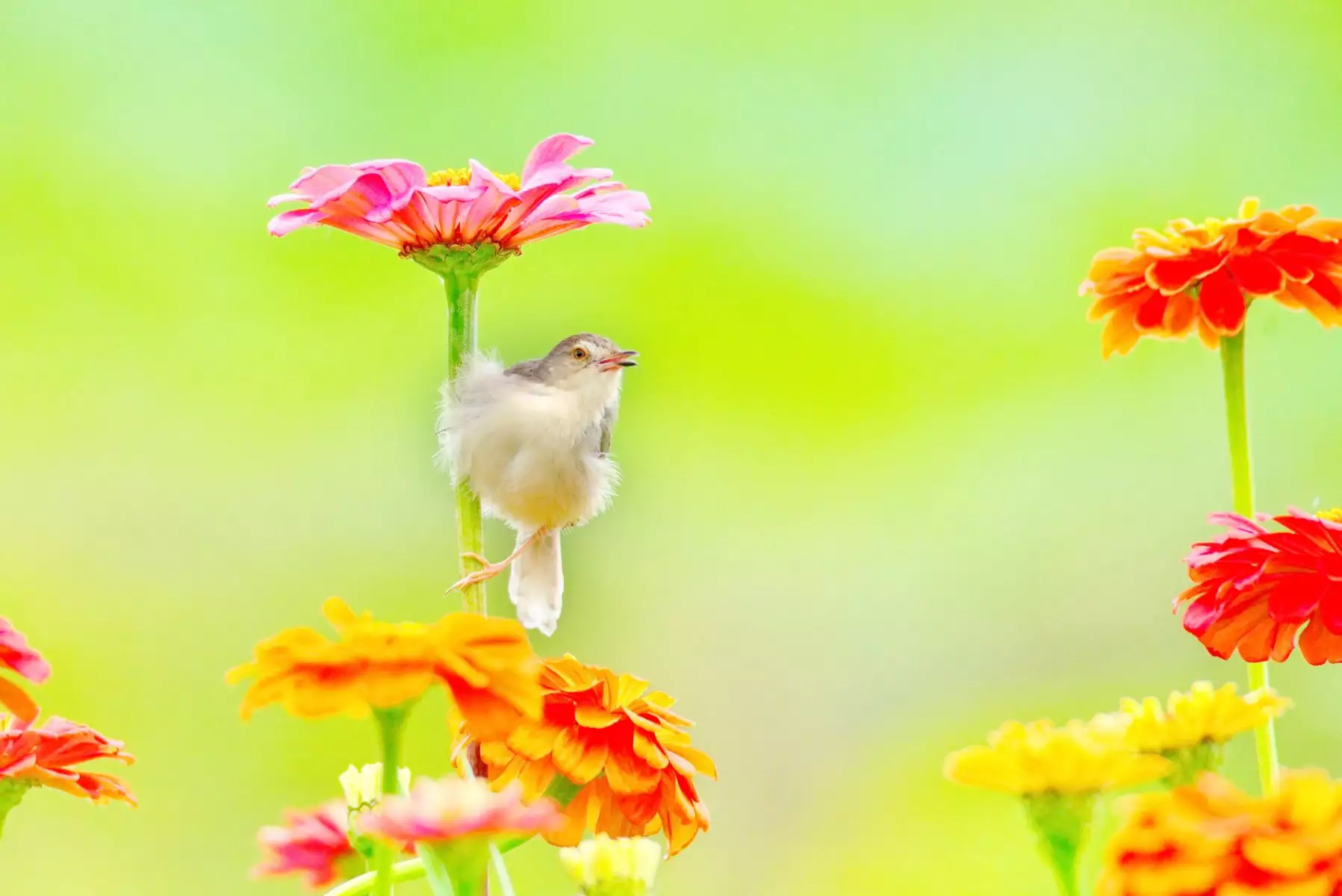 5、鸟儿对花儿说原唱:《鸟儿对花儿说》的原唱是谁？