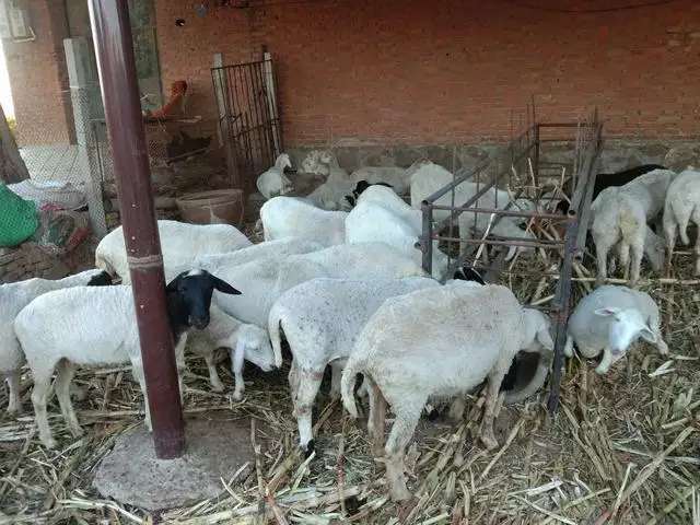 母羊里面温度高，羊晚上适应温度是多少