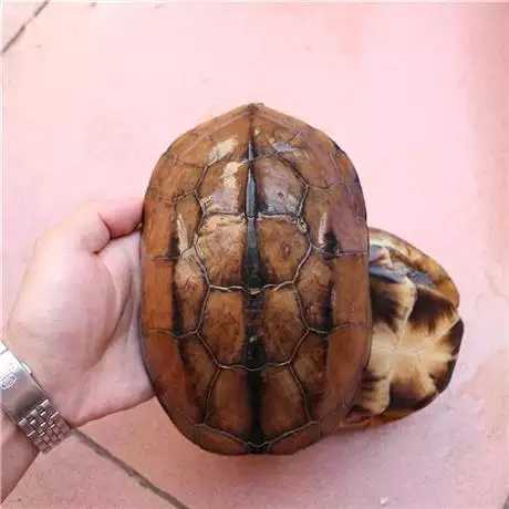 1、50年老草龟:如何养金线草龟