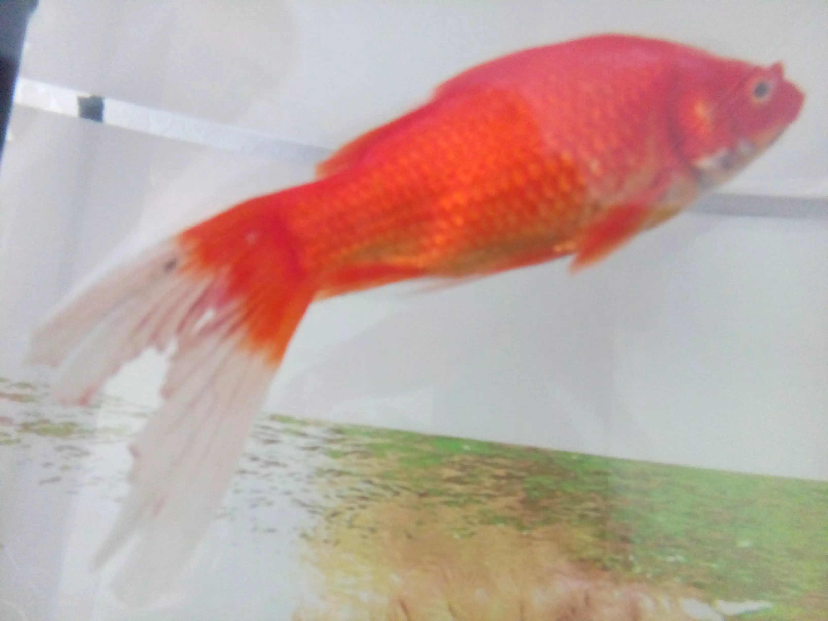 3、红色鱼变白怎么回事:请教我们家的鱼由红色变成白色了~~为什么会这样！！！
