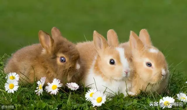 兔的上面是什么属相，兔前面两个生肖