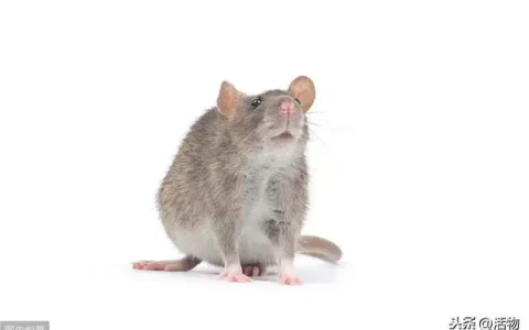 怎么把老鼠赶出家里，老鼠最怕气味排名之一