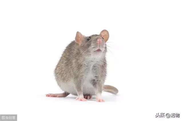 怎么把老鼠赶出家里，老鼠最怕气味排名之一