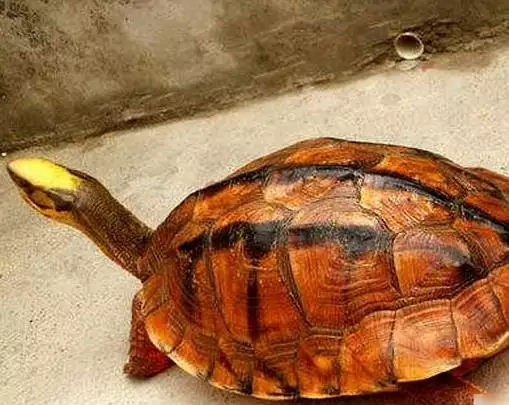 10、十大养的陆龟:可以养的陆龟有哪些？