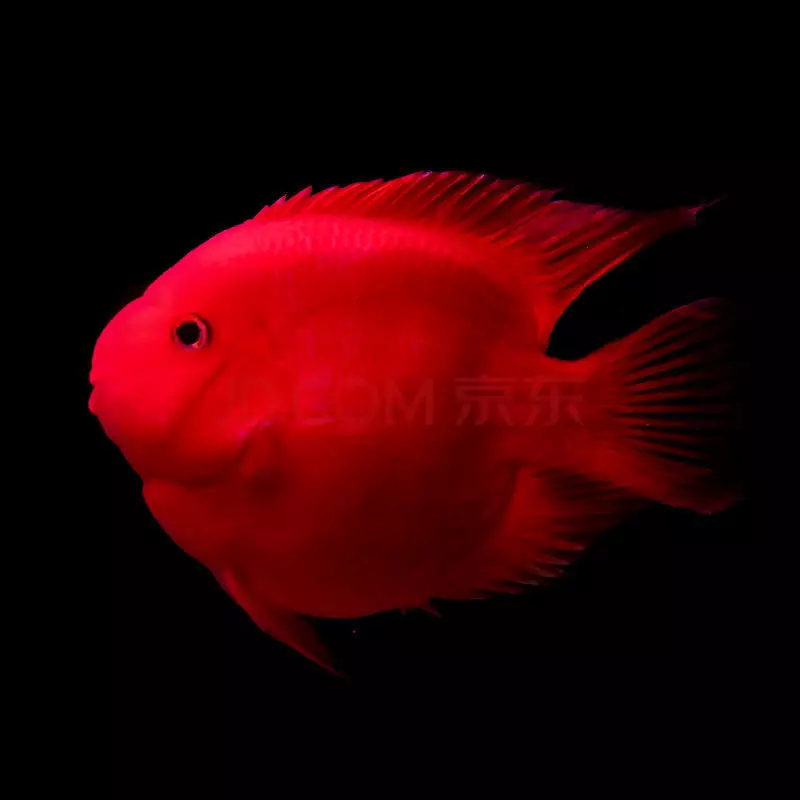 5、红色鱼变白怎么回事:家里养的红色金鱼为什么变白了（鱼状态很好）