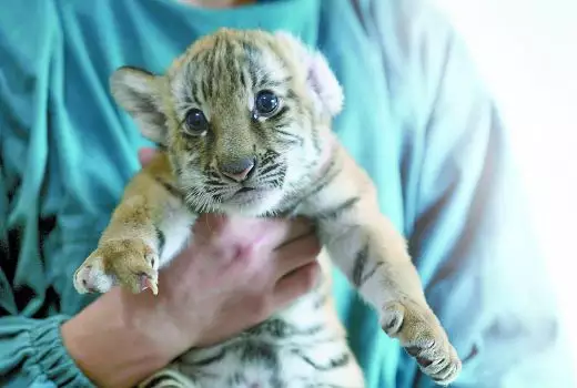 1、几月份出生的老虎宝宝:几月份的虎宝宝