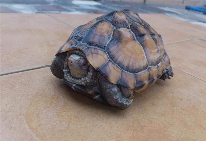 中华草龟是深水龟还是浅水龟：草龟是深水龟吗