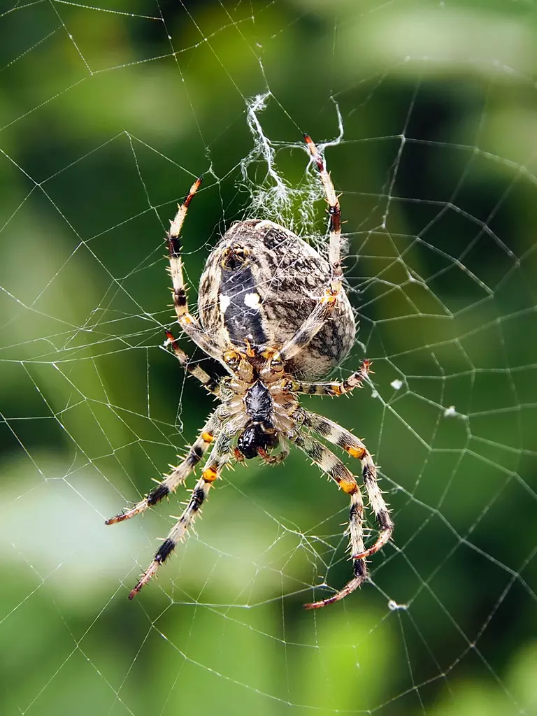 1、家中常见的20种蜘蛛:家中最常见的蜘蛛是什么