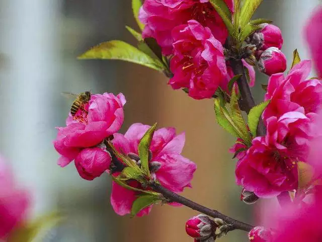 4、天喜桃花和正缘桃花的区别:‘天喜桃花入命是什么意思’