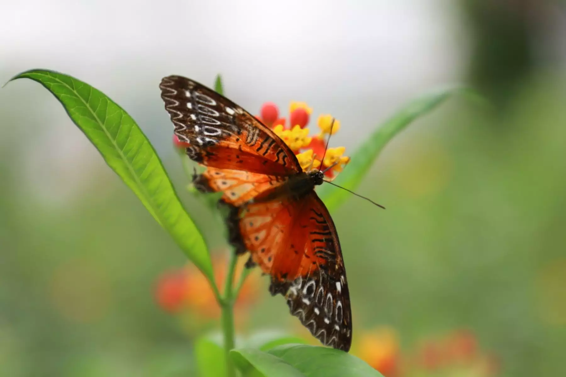 4、不同种类的蝴蝶会婚配吗:蝴蝶的种类有哪些、特点