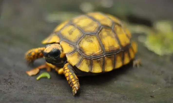 1、十大养的陆龟:那种陆龟养？
