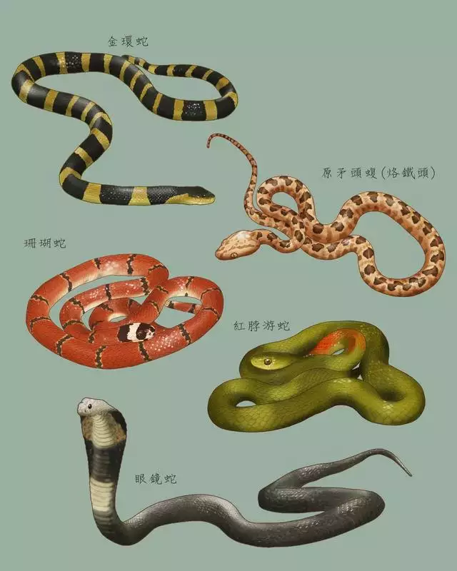 十二生肖蛇的天敌是什么动物，十二生肖蛇的故事
