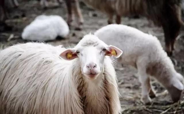 羊的文化象征意义，羊代表什么象征意义