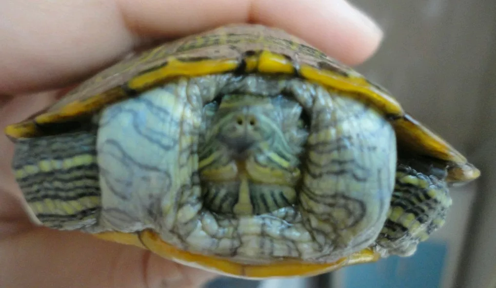 乌龟的假死状态泡水里也不动：家里的乌龟死了有没有不好的征兆