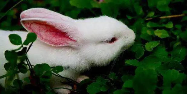 养兔子会倒霉吗，兔子有灵性的表现