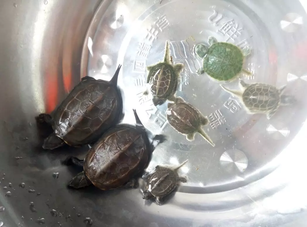 草龟为什么会突然死了：我家的一只乌龟突然死了,不知道有没有什么说法?
