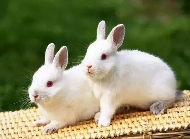 2、属兔人生在七月份运势:年属兔人生于腊月25日运势。