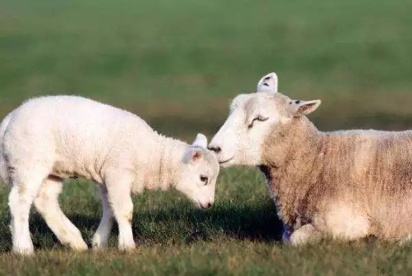 属羊的年龄是多少岁，属羊的今年多大年龄表