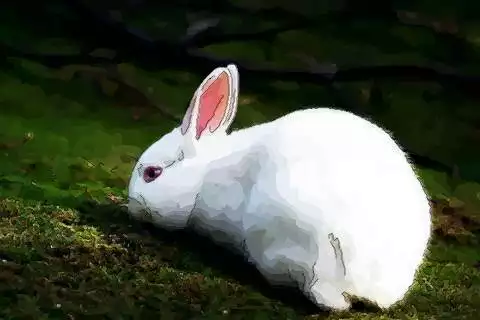 4、属兔人的一生运势:属兔一生的幸运色