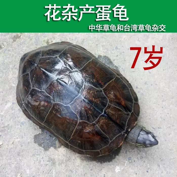 2、中华草龟图片:草龟图像看
