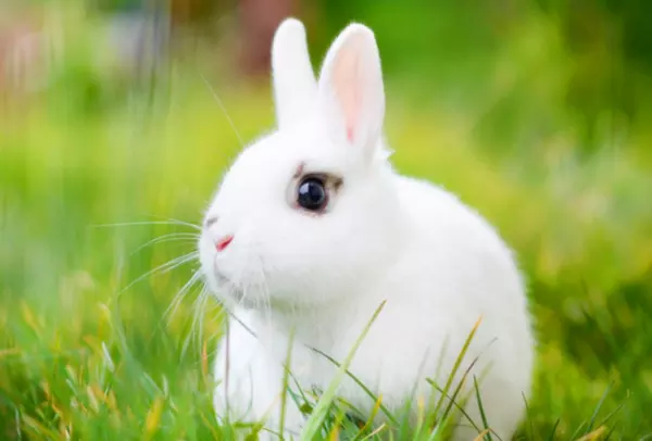 1、兔子生肖今年几岁:属兔的年龄表是什么？