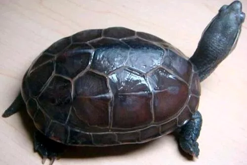 3、50年老草龟:草龟的年龄