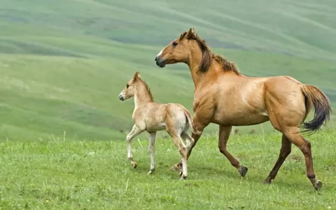 十二生肖马有哪些属相，用一个字来形容十二生肖中的马是什么字