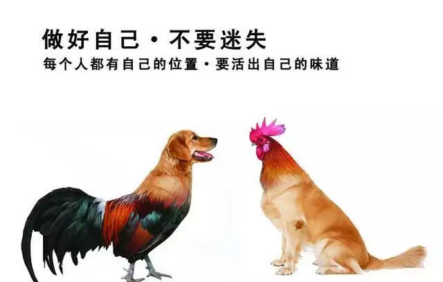 2、鸡和狗的属相能婚配吗:属相土鸡和金狗能婚配吗