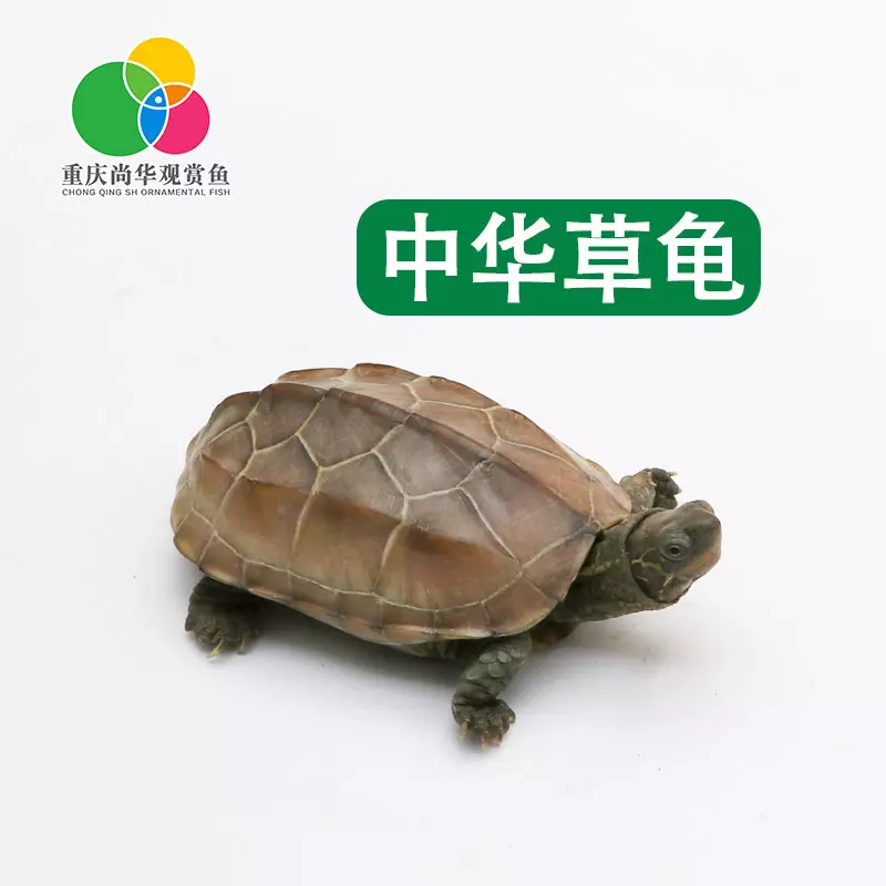 1、中华草龟图片:中华草龟图片谁有？是不是这样的？？