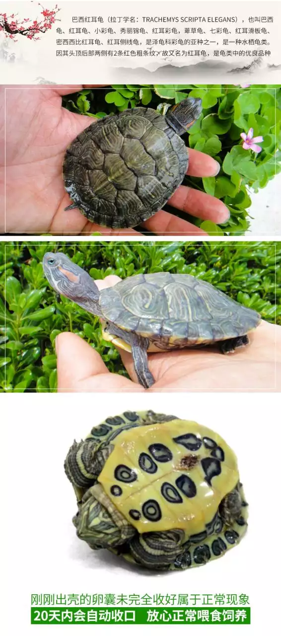 1、50种常见观赏龟图片:乌龟图片