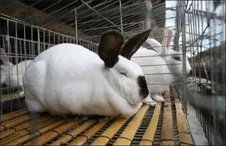 养兔子的十大禁忌，家里养兔子是福还是祸