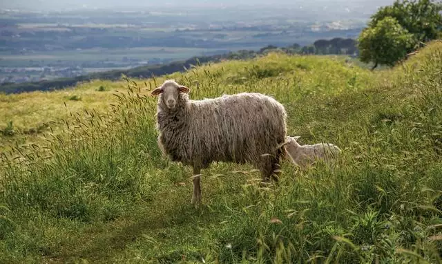 羊的文化象征意义，羊代表什么象征意义