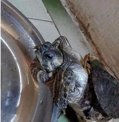 我养了只乌龟两年了，现在死掉了，人家说乌龟养死了不吉利，是不是真的啊？