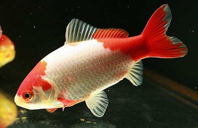 1、金鱼什么品种养不死:十大养的金鱼是什么？