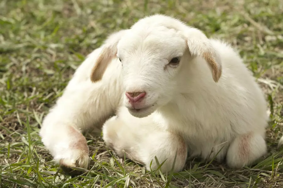 羊和狗的属相相差几岁：羊和狗属相和吗？