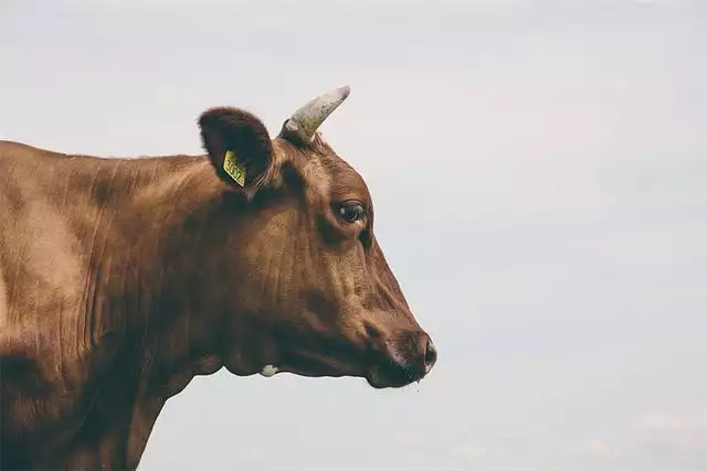 龙和牛属相合不合财运：属龙和属牛的婚姻合不合？