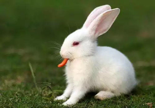 45岁属兔的今年命运怎么样：属兔今年的命运怎么样？